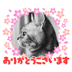 [LINEスタンプ] 亜斗ちゃん