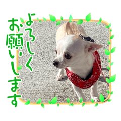 [LINEスタンプ] きゅんきゅん♡パールちゃん♡