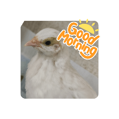 [LINEスタンプ] うずらズすたんぷ