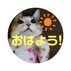 [LINEスタンプ] ネコちゃんの楽しいスタンプです！