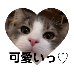 [LINEスタンプ] レオちゃんとたまにリオンさん✨