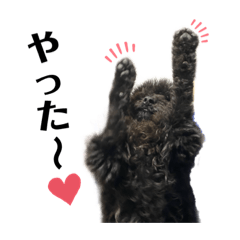 [LINEスタンプ] プードルのまぐろくん 2