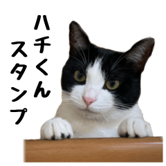 [LINEスタンプ] 黒白ハチワレねこのハチくんスタンプ