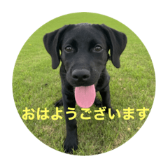 [LINEスタンプ] 黒ラブlove
