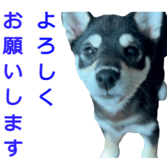 [LINEスタンプ] 動く！赤柴おとと黒柴あむ