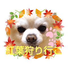 [LINEスタンプ] 秋チワマロ家族バージョン