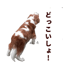 [LINEスタンプ] ✳ご長寿キャバリア 茶太郎さんスタンプ✳