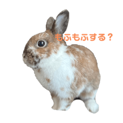 [LINEスタンプ] うさぎのかぴやんとおともだち