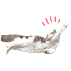 [LINEスタンプ] 愛猫シエルNo.10（simple）