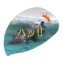[LINEスタンプ] 可愛い動物の写真スタンプ