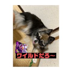 [LINEスタンプ] パック89