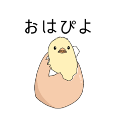 [LINEスタンプ] ひよこぴよぴよスタンプ