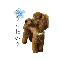 [LINEスタンプ] トイプードルのコットちゃん2