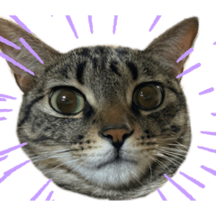 [LINEスタンプ] こてさまスタンプ