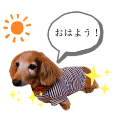 [LINEスタンプ] 愛犬ココアすたんぷ