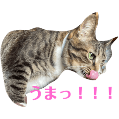 [LINEスタンプ] アイドル猫にこ