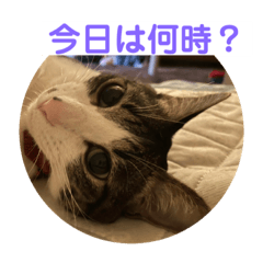 [LINEスタンプ] にールーの日常