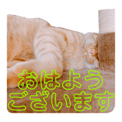 [LINEスタンプ] 茶トラのざっちゃんとサビのじきちゃん