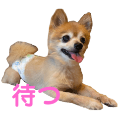 [LINEスタンプ] 猛犬ばーす2