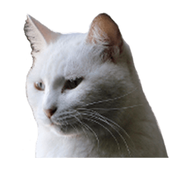 [LINEスタンプ] しろくろじっかねこ