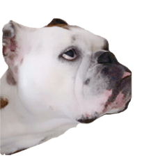 [LINEスタンプ] 実家のクソ犬