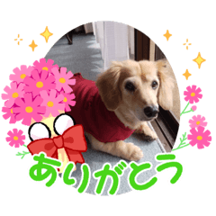 [LINEスタンプ] メグちゃん②Friends
