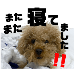 [LINEスタンプ] トイプードルのレオ★