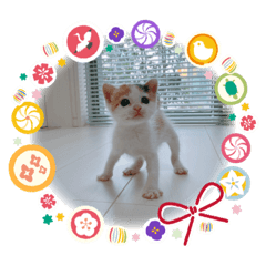 [LINEスタンプ] 保護猫 ちび子