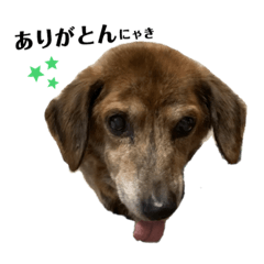 [LINEスタンプ] 愛犬ことらの使えるスタンプ(3)