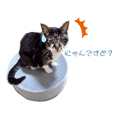 [LINEスタンプ] ハハの為の母によるスタンプ