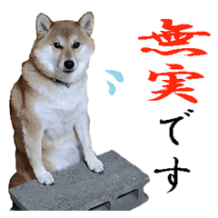 [LINEスタンプ] Oさん家のにゃんこたち