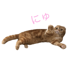 [LINEスタンプ] スコティッシュのつむちゃん