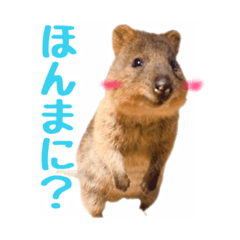 [LINEスタンプ] 関西弁を操る陽気なクオッカワラビー