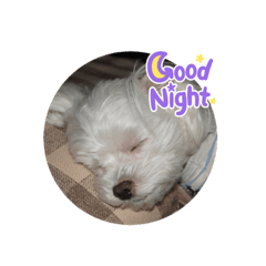 [LINEスタンプ] 我が家の犬たち(マルチーズ)