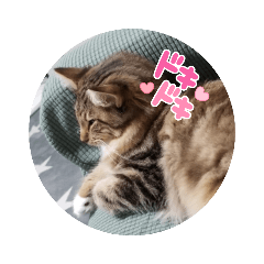 [LINEスタンプ] サイベリアンのジル