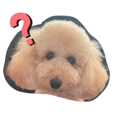 [LINEスタンプ] 愛犬プリンの日常的に使えるスタンプ2