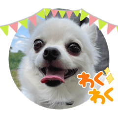 [LINEスタンプ] チワワのこたスタンプ3