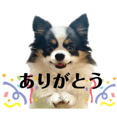 [LINEスタンプ] ピノちゃんwan♡
