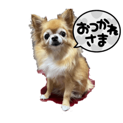 [LINEスタンプ] おつかれさまチワワスタンプ