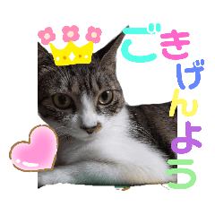 [LINEスタンプ] 小春びより1