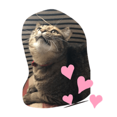 [LINEスタンプ] あんずちゃん パート2