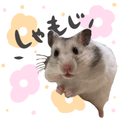 [LINEスタンプ] ハムスター しゃもじ