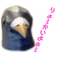 [LINEスタンプ] 鳩バヤと猿子 日常