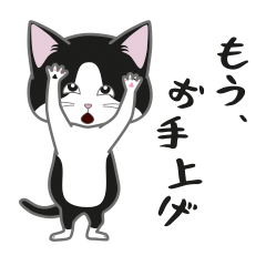 [LINEスタンプ] にゃんちょこりん【白黒ハチワレ猫】の画像（メイン）