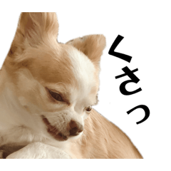 [LINEスタンプ] 気持ちを代弁してくれる犬‹3匹目 ›