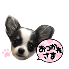 ホルスタイン犬チワワのナナちゃん挨拶編 | LINEスタンプ | mimi