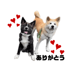 [LINEスタンプ] hachi tora スタンプの画像（メイン）