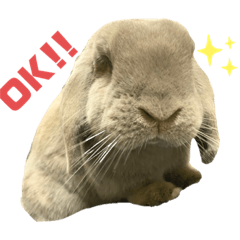 [LINEスタンプ] ロップイヤーうさぎのミント