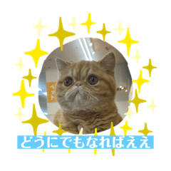 [LINEスタンプ] Tomくんのスタンプ