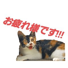 [LINEスタンプ] 頑張れ たまさぶ君！